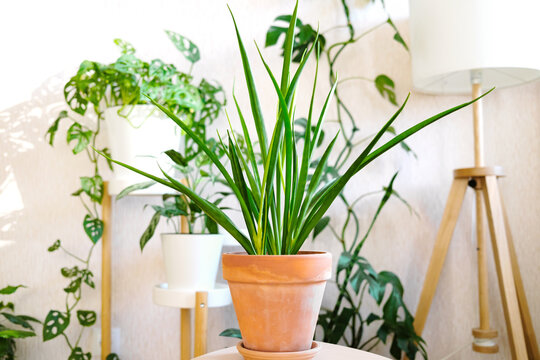 Sansevieria parva (Kenya Hyacinth) in a clay terracotta flower pot stands on a wooden stand