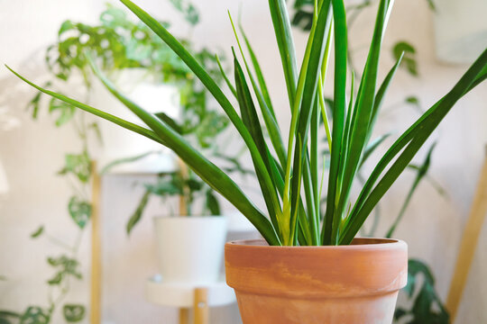 Sansevieria parva (Kenya Hyacinth) in a clay terracotta flower pot stands on a wooden stand