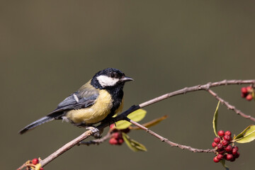 Great tit in profile perched on a branch in the sun.