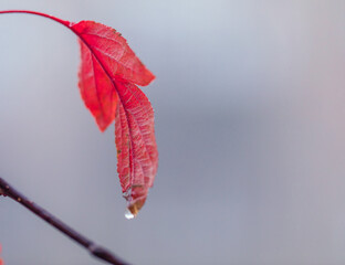 Red autumn leaf with a drop of rain on a branch on a gray blurred background. Natural concept. Copy space. Macro.