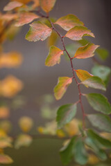 Branch with yellow-green autumn leaves with dew drops on a gray blurred background. Natural concept. Copy space. Macro.