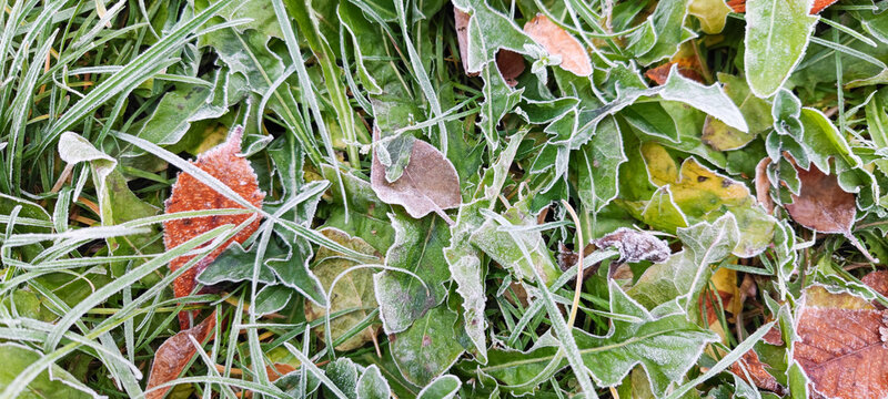 Autumn yellow orange leaves covered with frost and ice on green grass.
