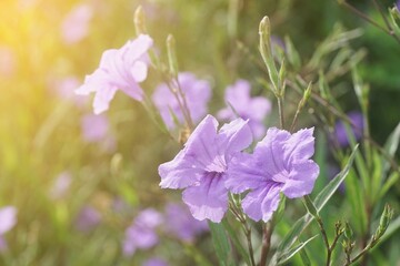 Fototapeta na wymiar purple ruellia tuberosa flower in nature garden