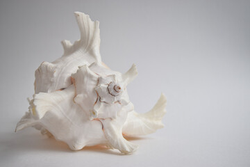 white on white
seashell