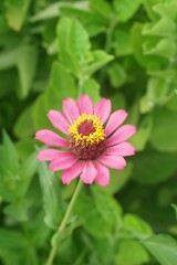 Obraz premium pink zinnia flower in nature garden