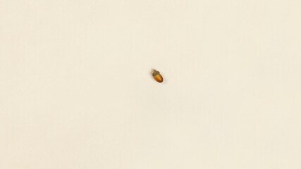 Minimalistic photo painting with acorn in trendy brown - beige color with an autumn motif