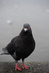 pigeon on the beach