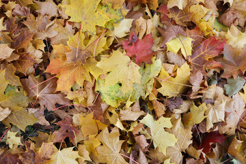 Autumn leaf fall. Maple leaves. Nature background