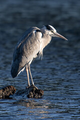 Heron looking for its next meal