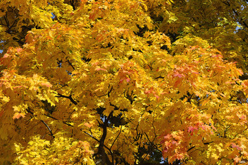golden yellow autumn leaves on a yellow maple