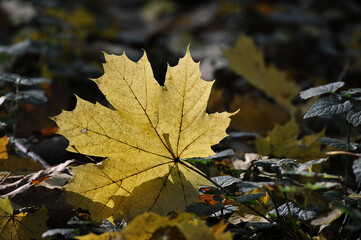 yellow maple autumn fallen leaf in the autumn forest