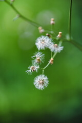 Close-up of small white flowers of grass on a green garden background.