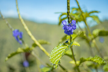 flowers on the field