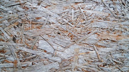 snow covered branches