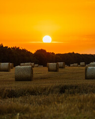 After harvesting the wheat, large rolls of straw are neatly stacked in the middle of the field with beautiful sunset color
