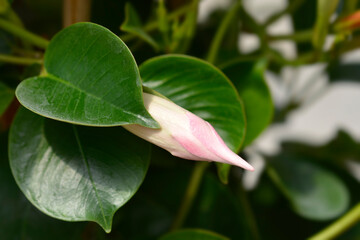 Mandevilla Summerville