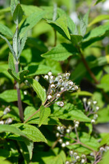 Deutzia Mont Rose