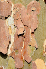 London plane