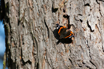Fototapeta na wymiar Red admiral butterfly (Vanessa Atalanta) perched on tree in Zurich, Switzerland