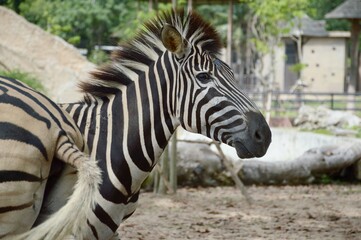 Fototapeta na wymiar close up zebra in country farm