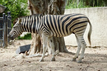 Fototapeta na wymiar close up zebra in country farm