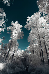 A surreal fairy tale forest in infrared light shining throu the leafs - Germany - Hattingen