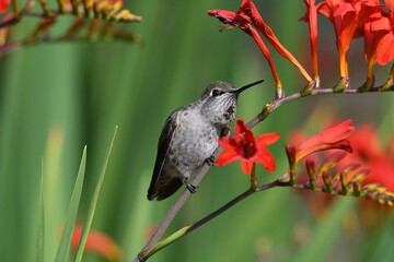 hummingbird on a branch