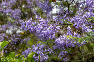 flowery purple ipe tree branch texture