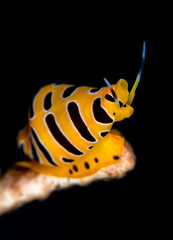 Tiger egg cowry - Cuspivolva tigris. Underwater macro world of Tulamben, Bali, Indonesia.