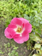 Fototapeta na wymiar pink rose flower in nature garden