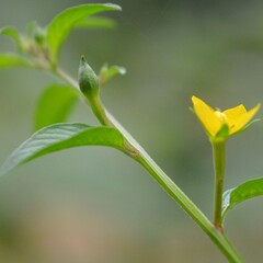 flower in the garden