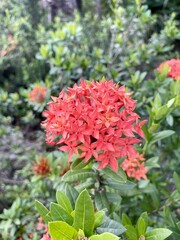 red ixora flower in nature garden