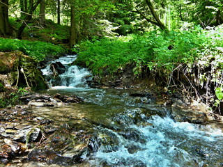 Czech Republic-view of the brook in forest