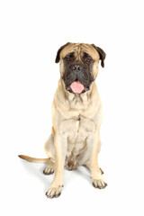 bullmastiff sitting isolated on white background