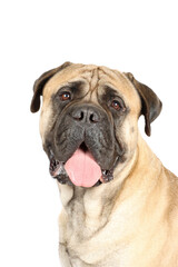 portrait of bullmastiff isolated on white background