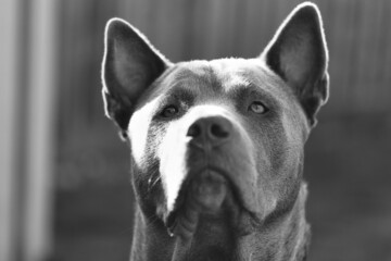 Portrait of a Thai Ridgeback Dog