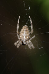 Spider (Araneus diadematus) on its web