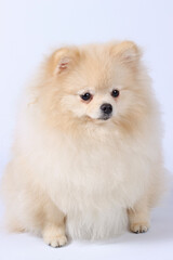 Obraz premium white pomeranian puppy