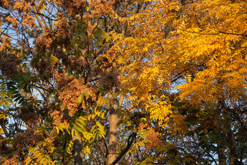 autumn leaves in the forest
