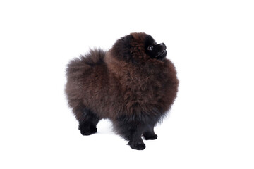 Obraz premium black Pomeranian puppy isolated on white 