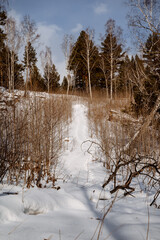 Winter road in the forest. Snowmobile footprints