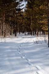 Traces of a man in the snow in the winter forest. Passed a man left traces