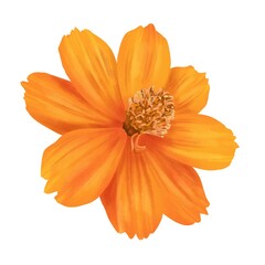 鮮やかなオレンジのコスモス単体　線画なし