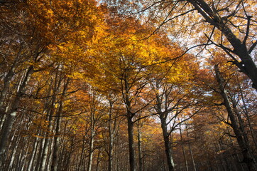 autumn in the forest