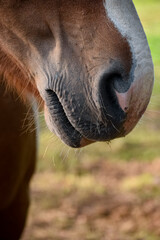 horse