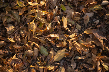 autumn leaves in the forest