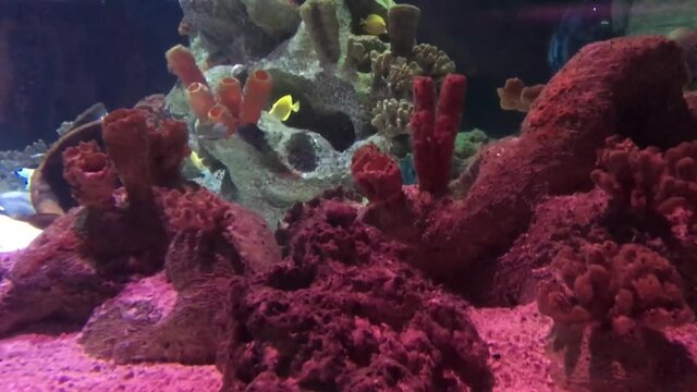 Amazing purple coral moving underwater in aquarium. Amazing sea flora and small fish swimming in dark blue water.Dream coral reef aquarium fish scenes,.