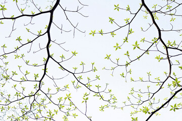 branches of a tree with leaves