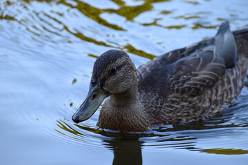 beautiful duck