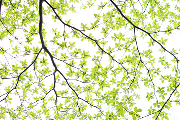green leaves on a branch (Jeju Saryeoni)